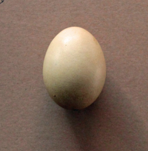 egg3