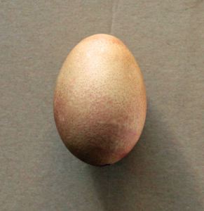 egg5